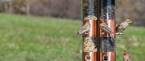 Types of Seed Feeders