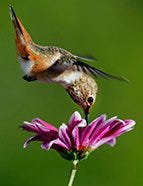 Allen's Hummingbird