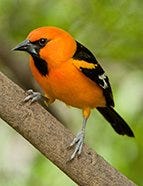 Altamira Oriole