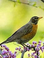 American Robin