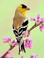 American Goldfinch