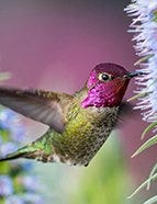 Anna's Hummingbird