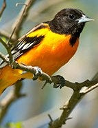 Baltimore Oriole