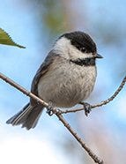 Black-Capped Chickadee