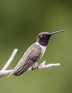 Black-Chinned Hummingbird