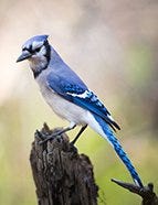 Blue Jay