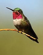 Broad-Tailed Hummingbird