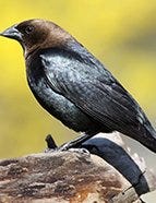 Brown-Headed Cowbird