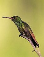 Buff-Bellied Hummingbird