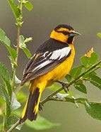 Bullock's Oriole