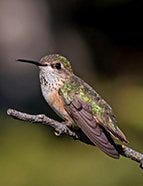 Calliope Hummingbird