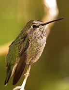 Costa Hummingbird