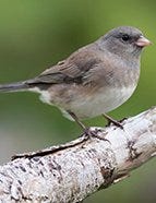 Dark-Eyed Junco