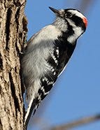 Downy Woodpecker