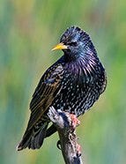 European Starling