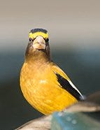 Evening Grosbeak