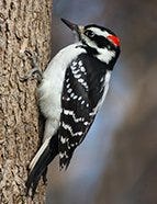 Hairy Woodpecker