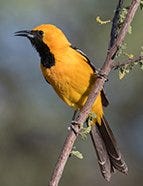 Hooded Oriole