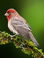 House Finch