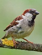 House Sparrow