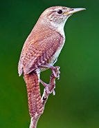 House Wren