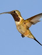 Lucifer Hummingbird