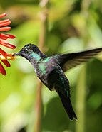 Magnificent Hummingbird