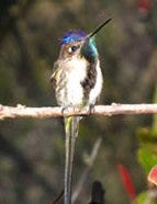 Spatuletail Hummingbird