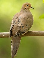 Mourning Dove