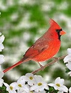 Northern Cardinal