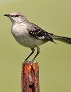 Northern Mockingbird