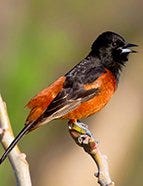 Orchard Oriole