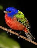 Painted Bunting