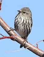 Pine Siskin