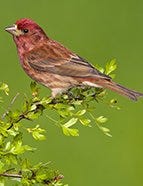 Purple Finch