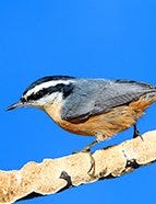 Red-Breasted Nuthatch