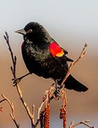 Red-Winged Blackbird