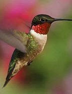 Ruby-Throated Hummingbird