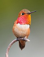 Rufous Hummingbird