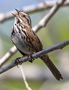 Song Sparrow