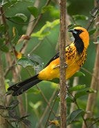 Spot-Breasted Oriole