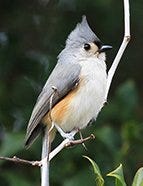 Tufted Titmouse