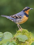 Varied Thrush