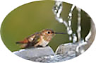 hummingbird at birdbath