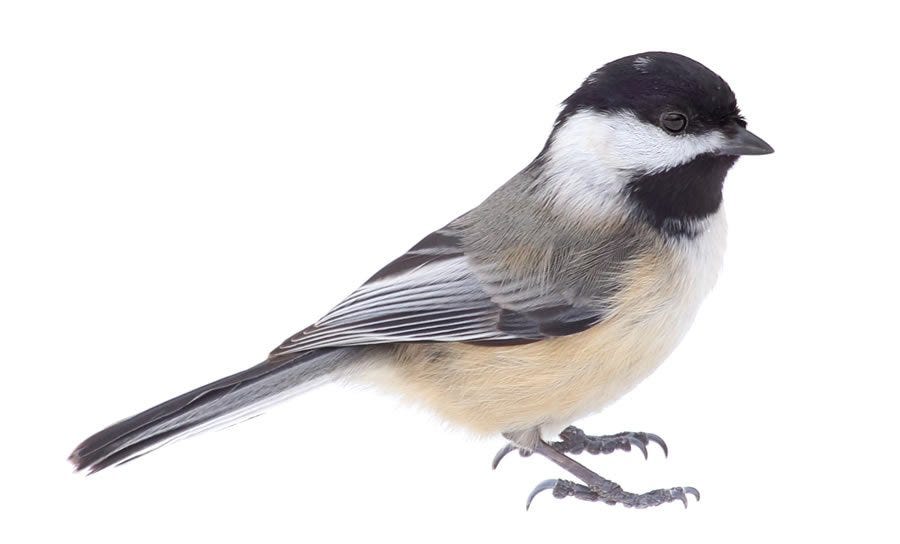 Black-capped Chickadee