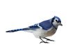 Blue Jay