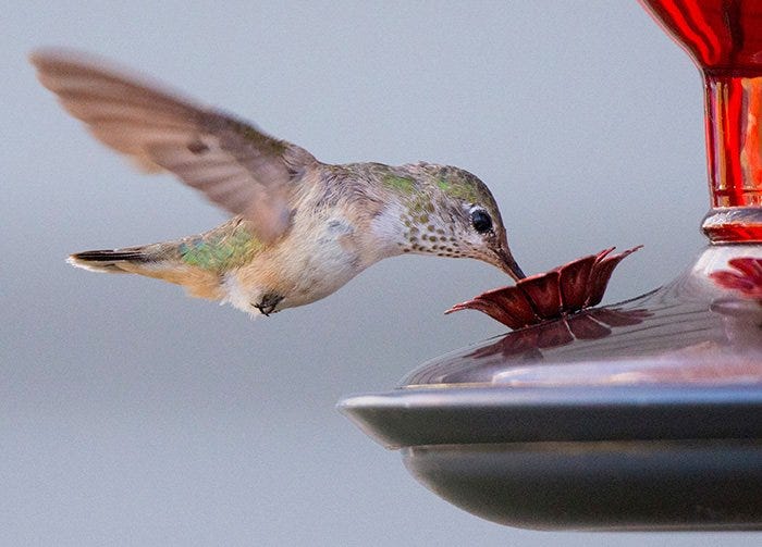 Hummingbird Migration