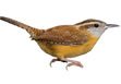 Carolina Wren