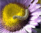 catepillar on a flower