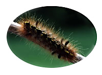 caterpillar